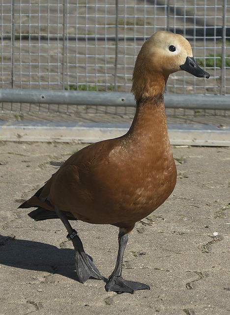 馬卡報